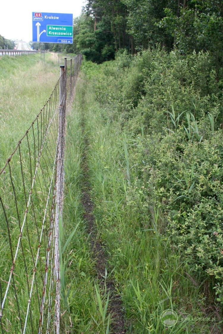 Ścieżka wydeptana przez ssaki kopytne wzdłuż ogrodzeń ochronnych, świadczy zwykle o przerwaniu przez drogę lokalnego szlaku migracji danego gatunku