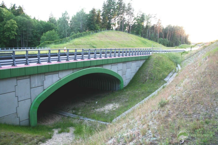 107-Przejście dolne dla średnich zwierząt pod drogą krajową DK16, odcinek: Barczewo-Biskupiec