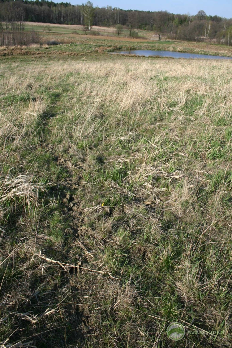 Ścieżka użytkowana przez stado jeleni na powierzchni przejścia górnego – w przypadku dobrze zlokalizowanych...