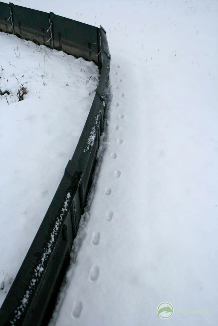 Zimowy trop lisa zmierzającego do przepustu – pokrywa śnieżna ułatwia tropienie zwierząt, które...