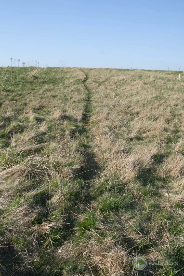 Ścieżka użytkowana przez stado jeleni na powierzchni przejścia górnego – w przypadku dobrze zlokalizowanych...