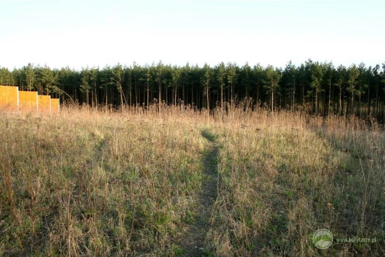 Ścieżka użytkowana przez stado jeleni na powierzchni przejścia górnego nad linią kolejową, która...