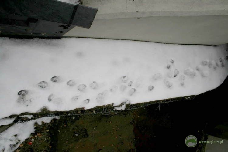 Zimowy trop lisa zmierzającego do przepustu – pokrywa śnieżna ułatwia tropienie zwierząt, które...