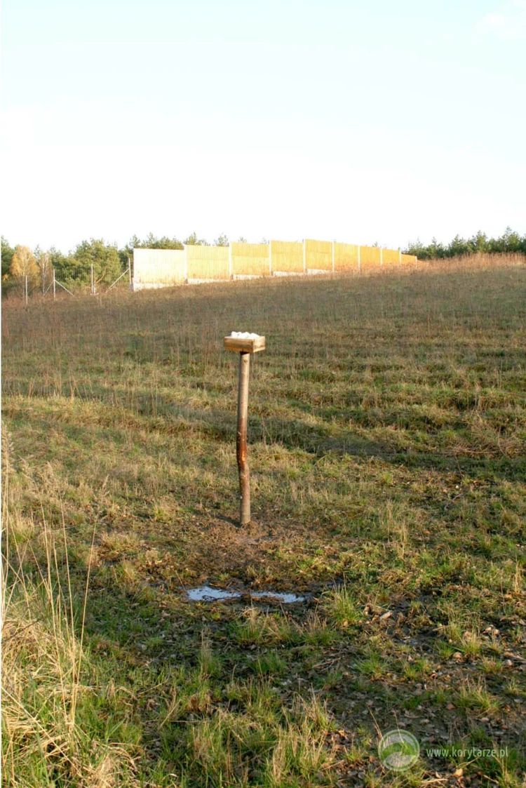 Lizawka solna w otoczeniu przejścia to dobre rozwiązanie służące wabieniu ssaków kopytnych i przyspieszeniu...