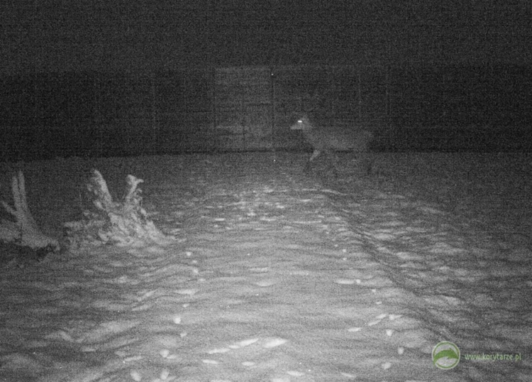 Jeleń szlachetny – długo przyzwyczają się do korzystania z tego typu obiektów, głównie ze względu...