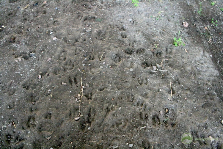 Liczne tropy kopytnych na dużym przejściu dolnym na przebiegu lokalnego szlaku migracji