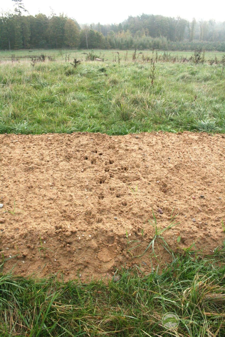 Szlaki migracyjne jeleni i dzików na powierzchni przejścia górnego – budowa przejścia umożliwiła...