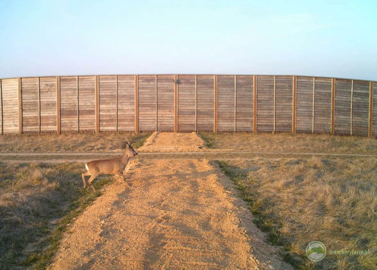 Samce sarny, poza okresem rui najczęściej prowadzą samotny tryb życia