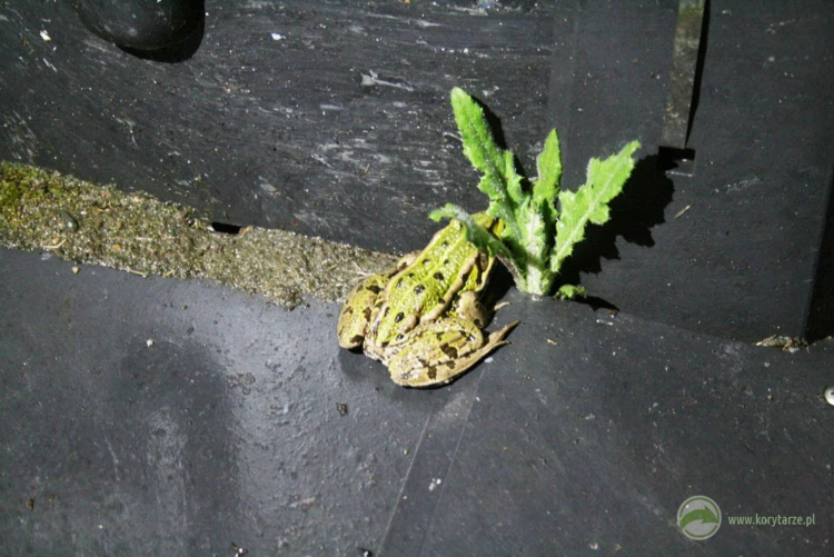 Żaba zielona migrująca przy ogrodzeniu do zbiornika rozrodczego