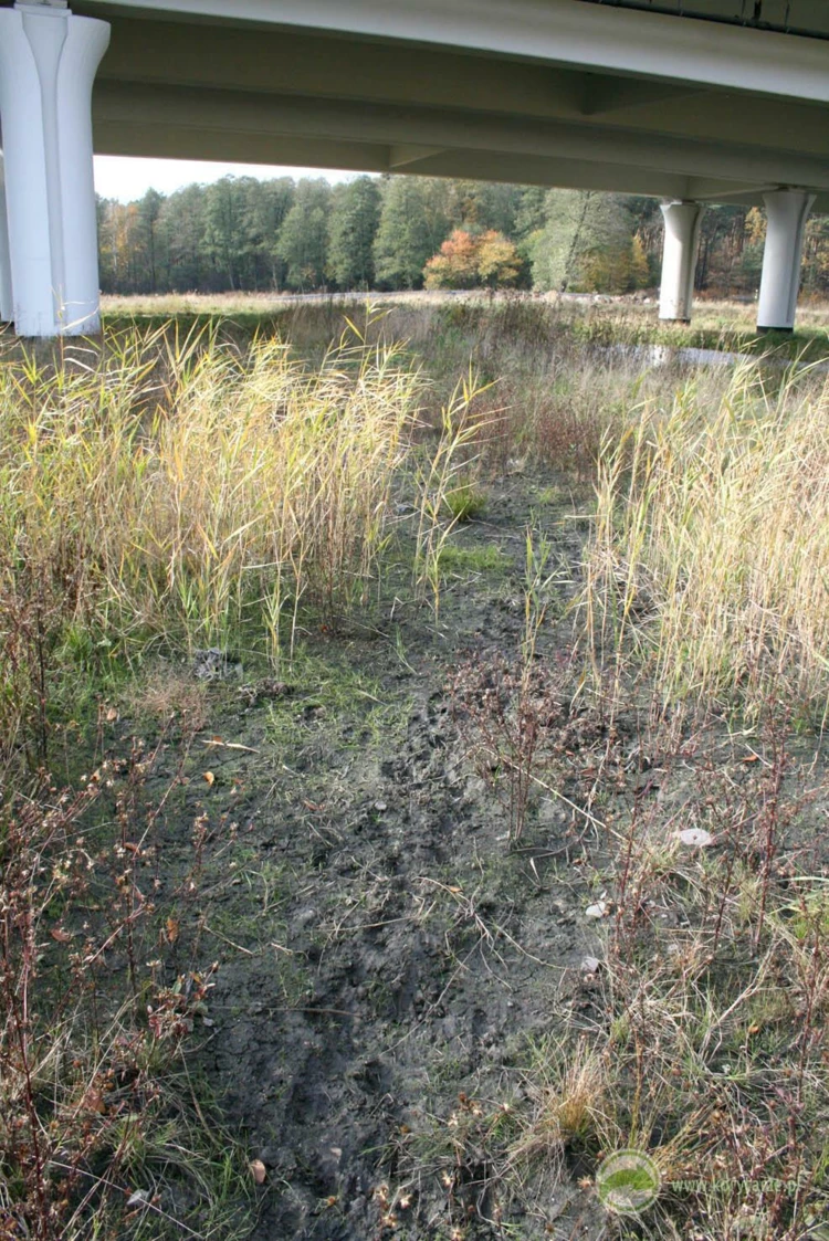 Ścieżka użytkowana przez stado dzików na dużym przejściu dolnym – zachowana ciągłość lokalnego...