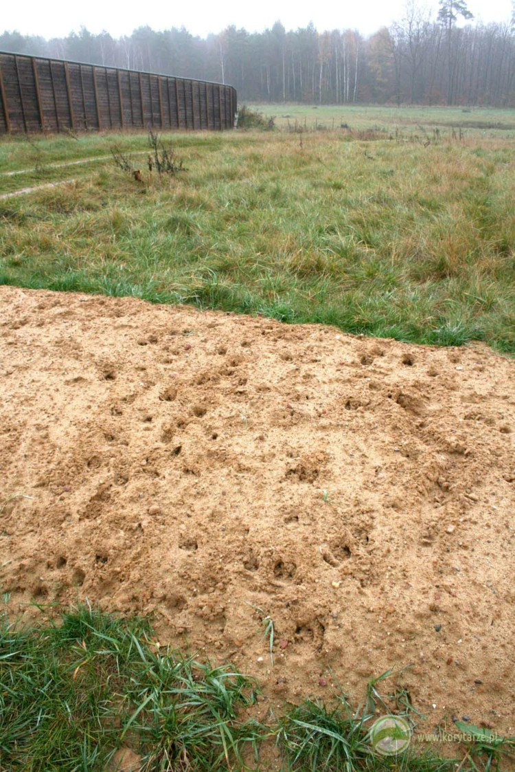 Szlaki migracyjne jeleni i dzików na powierzchni przejścia górnego – budowa przejścia umożliwiła...