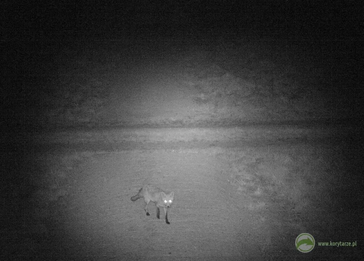 Lis – u bardziej ciekawskich i odważnych gatunków fotopułapki potrafią budzić nawet ciekawość...