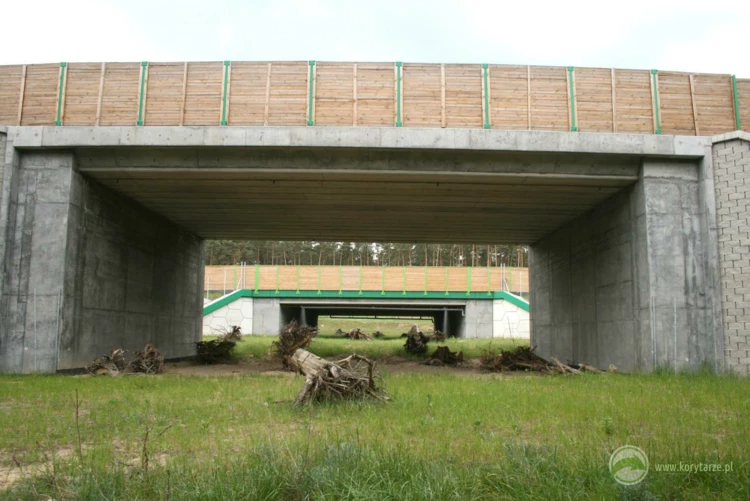 12-Dolne przejścia dla dużych zwierząt po autostradą A1, odcinek: Czerniewice-Odolion oraz drogą...