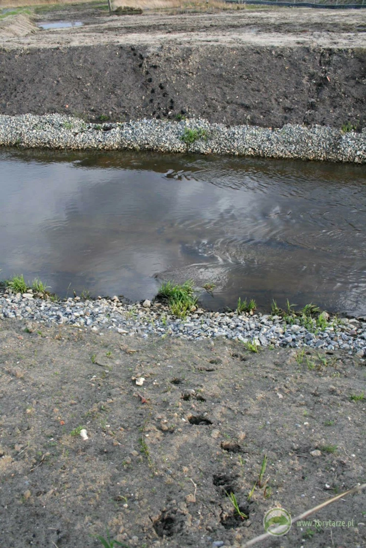 Pod mostami (także w ich otoczeniu) szlaki migracji często prowadzą w poprzek cieków, dlatego ważne...