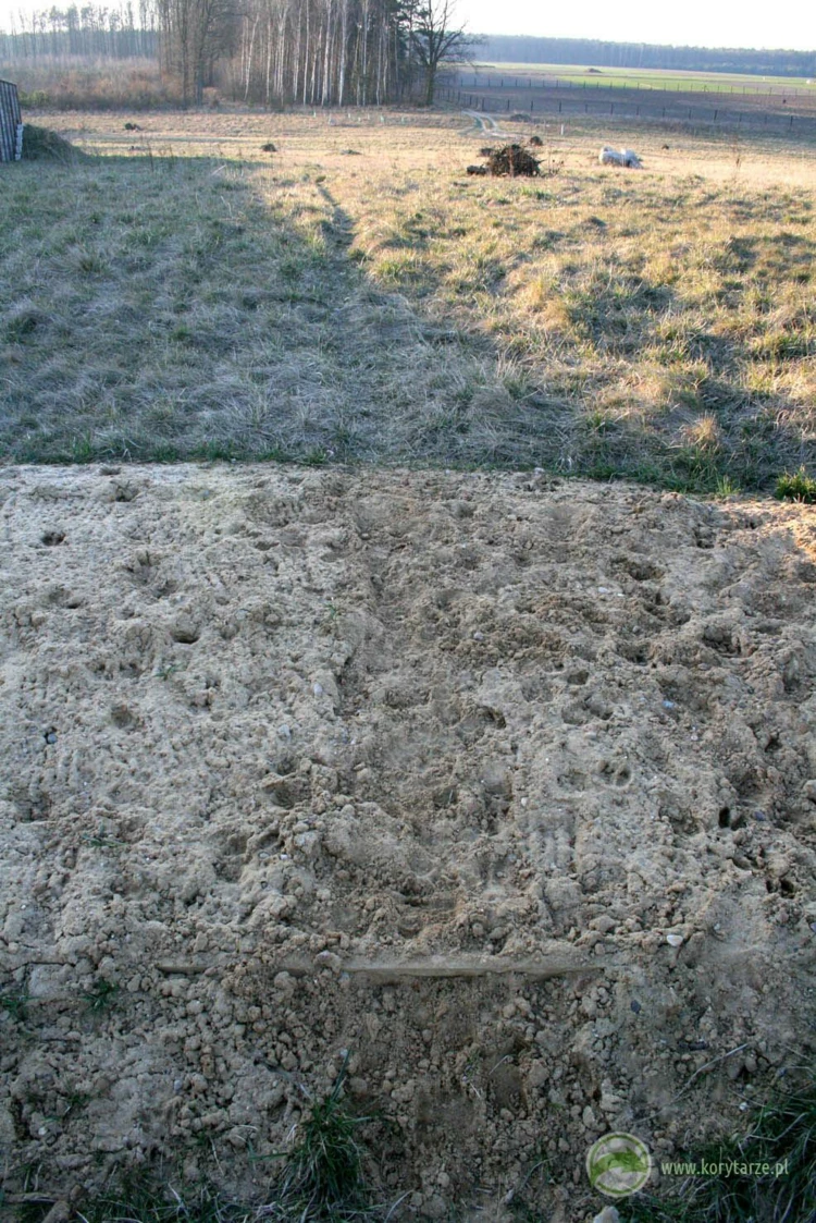 Szlaki migracyjne jeleni i dzików na powierzchni przejścia górnego – budowa przejścia umożliwiła...