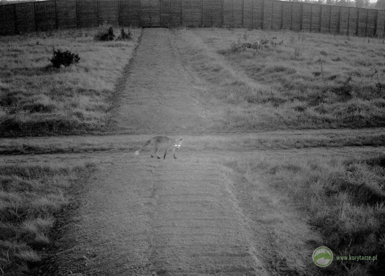 Lis – u bardziej ciekawskich i odważnych gatunków fotopułapki potrafią budzić nawet ciekawość...