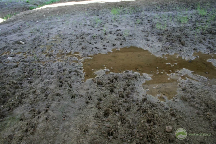 Tropy jeleni i dzików na dużym przejściu dolnym na przebiegu lokalnych szlaków migracji