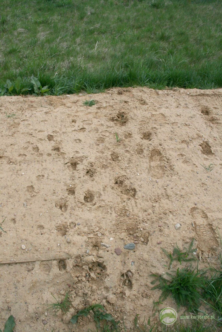 Szlaki migracyjne jeleni i dzików na powierzchni przejścia górnego – budowa przejścia umożliwiła...