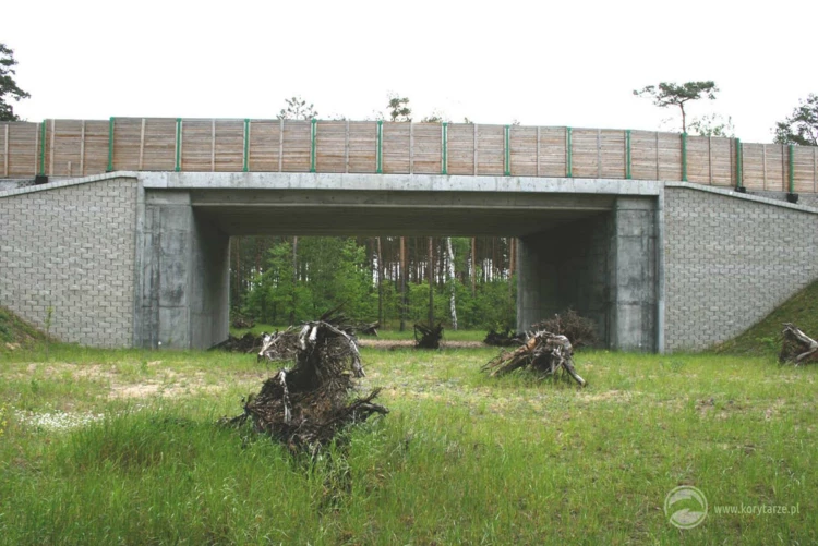 14-Dolne przejścia dla dużych zwierząt po autostradą A1, odcinek: Czerniewice-Odolion oraz drogą...