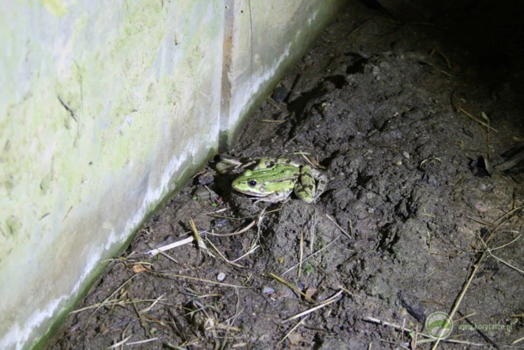 Żaba zielona migrująca w przepuście pod autostradą – wysoka wilgotność podłoża sprzyja wykorzystaniu...