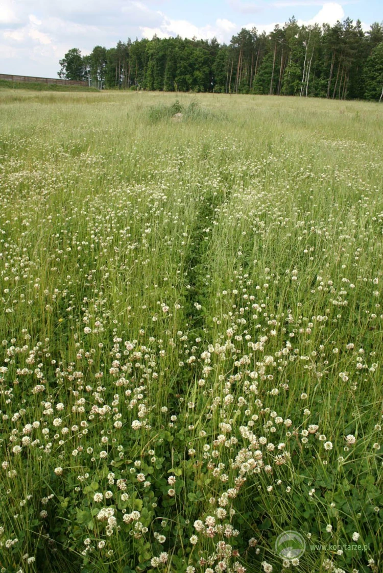 Ścieżka użytkowana przez jelenie, łącząca siedliska leśne z przejściem górnym