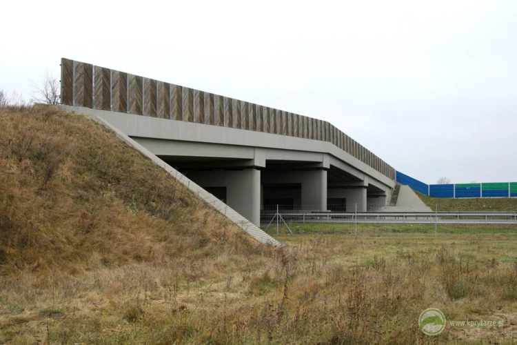 11-Pierwsze w Polsce przejścia o wymiarach dostosowanych do wymagań dużych ssaków powstały w 2003...