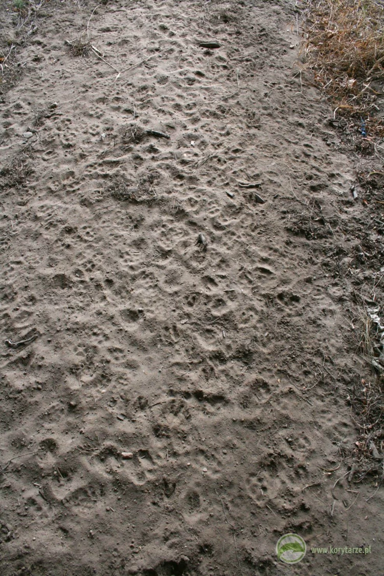 Tropy jeleni i lisów na dużym przejściu dolnym zespolonym z drogą. Gruntowe pobocze drogi bez rowów...