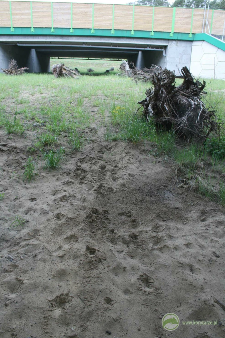 Ślady aktywności stada dzików w bezpośrednim otoczeniu przejść dolnych