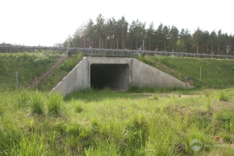 92-Przejścia dolne dla średnich zwierząt pod drogą ekspresową S-7, odcinek: Miłomłyn-Pasłęk