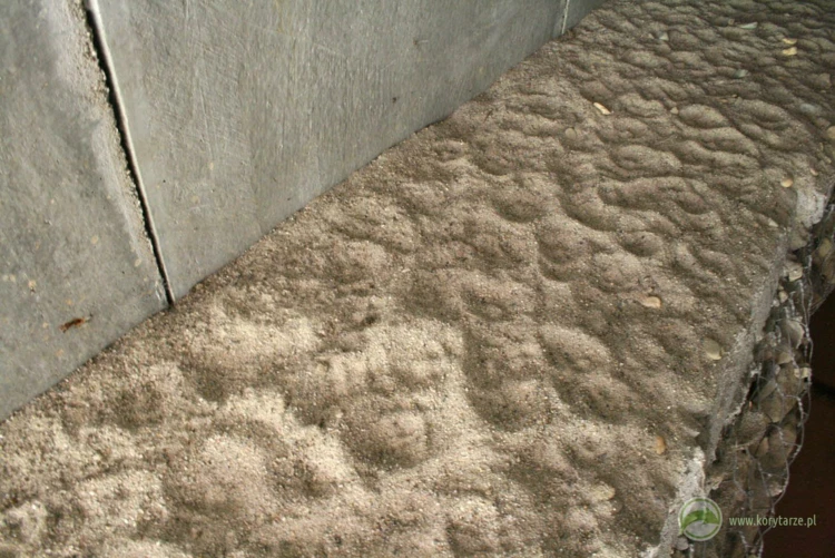 Liczne tropy lisów na dolnym przejściu dla zwierząt. Lis to gatunek najczęściej obserwowany na wszystkich...