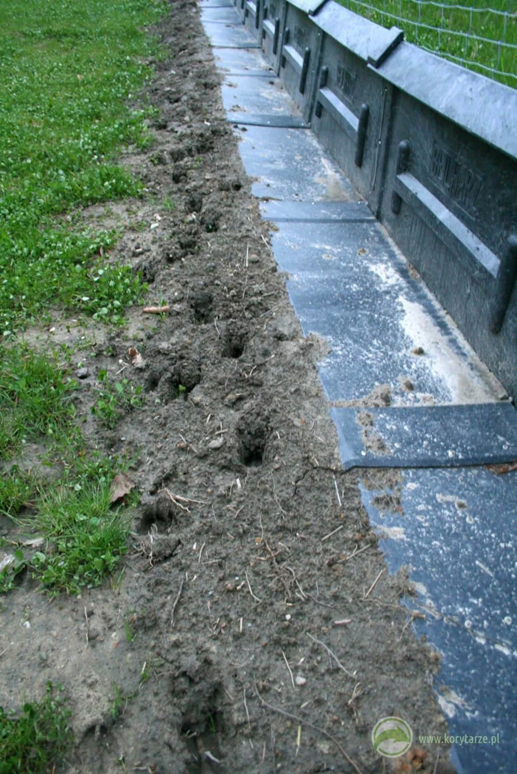 Tropy jeleni migrujących wzdłuż ogrodzeń ochronnych autostrady