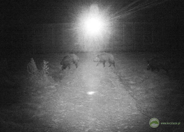 Dzik – zwierzęta te żyją głównie w stadach zwanych watahami. Dojrzałe samce (odyńce), poza okresami...
