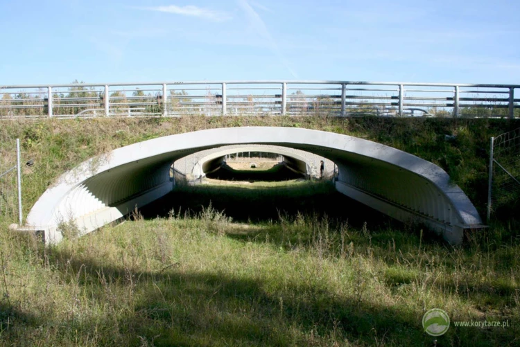 68-Przejścia dolne dla średnich zwierząt pod drogą ekspresową S-3, odcinek: Myślibórz-Gorzów Wlkp.