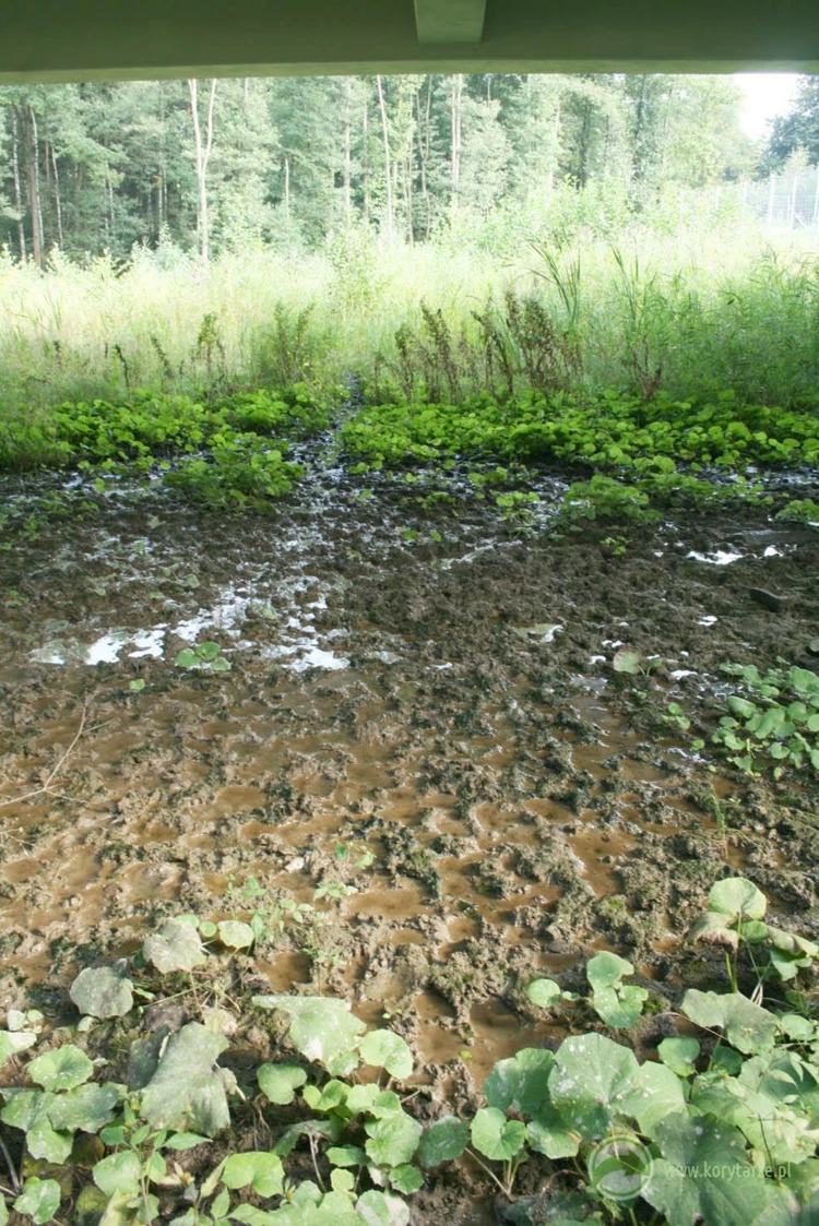 Szlak migracyjny jeleni i dzików na dużym przejściu dolnym użytkowany regularnie przez lokalne osobniki,...