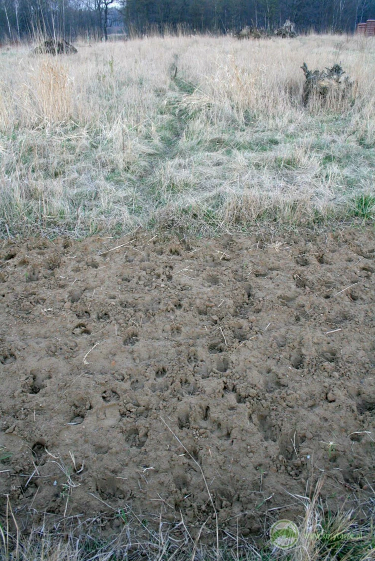 Szlaki migracyjne jeleni i dzików na powierzchni przejścia górnego – budowa przejścia umożliwiła...
