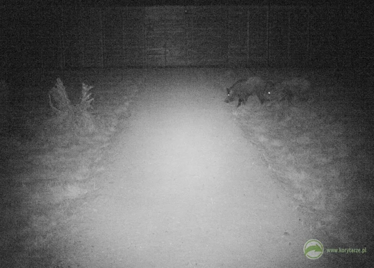 Dziki – dzicze stada składają się z kilku do kilkunastu osobników