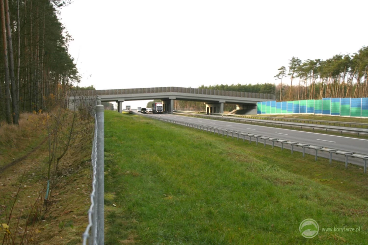 15-Pierwsze w Polsce przejścia o wymiarach dostosowanych do wymagań dużych ssaków powstały w 2003...